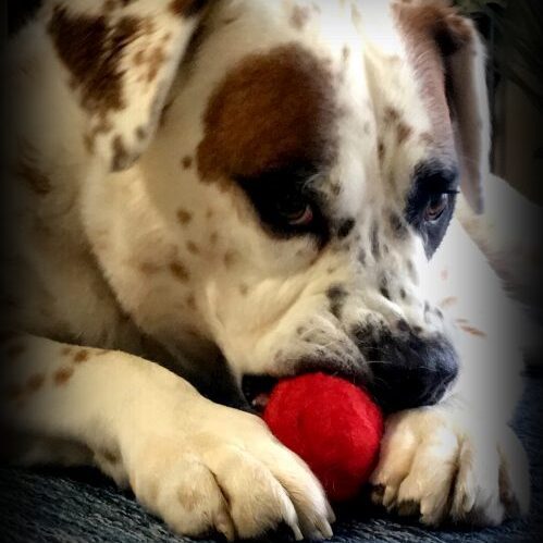 Dylan with red wool ball dog toy