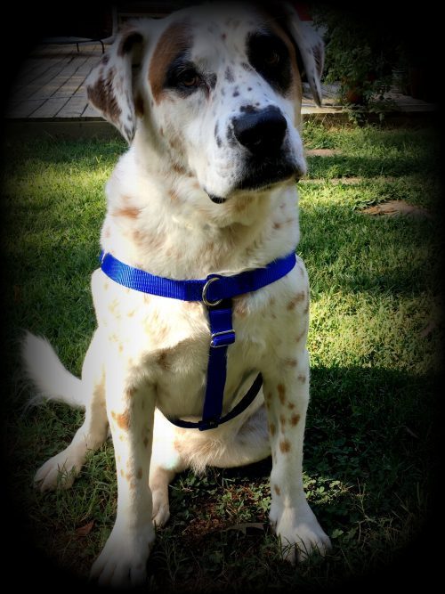Dylan wearing blue dog harness