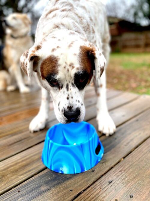 Foldable BPA Free Silipint Silicone Dog Bowl