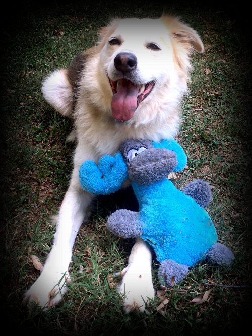 Rainey with moose dog toy