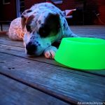 Silipint Aqua-fur Silicone Dog Bowl, Glow-in-the-Dark