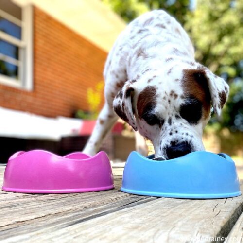 BPA Free Dog Bowls Made From Recycled Bamboo