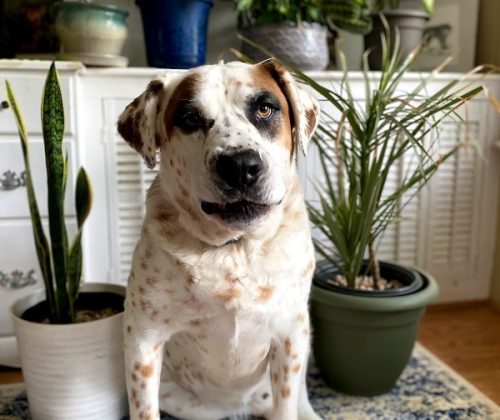 plants poisonous to dogs