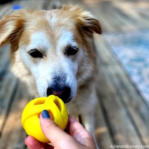 Ball toy for dogs