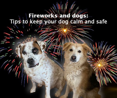 Fireworks and dogs