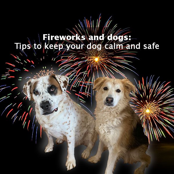 Fireworks and dogs