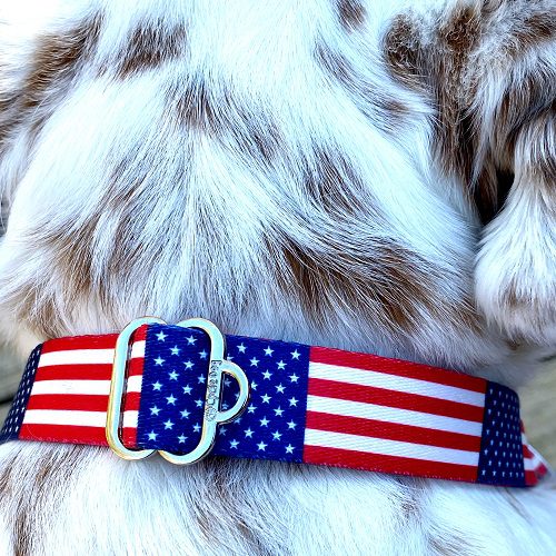 USA flag dog collar