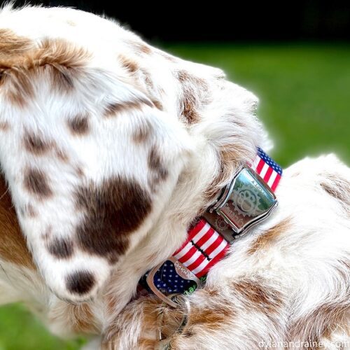 Stars and stripes dog collar