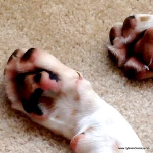 Canine facts - Dogs paws can smell like corn chips