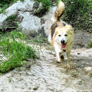Hiking for dog exercise