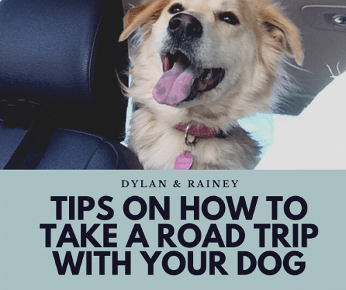 road trip with dogs