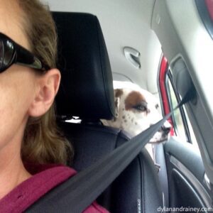 Dog on a road trip