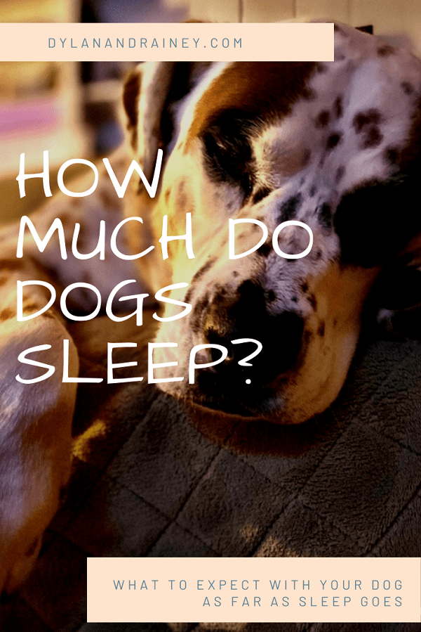 How much sleep do dogs need