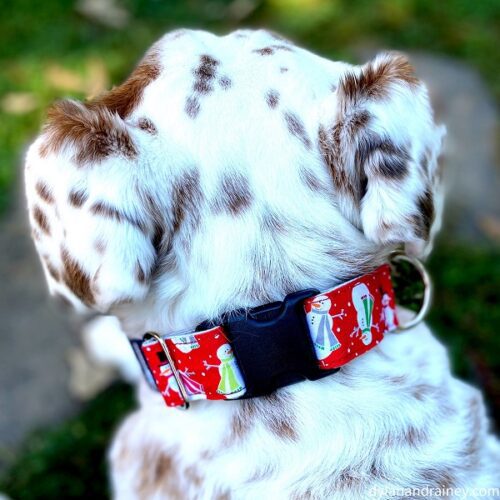 buckle dog collar