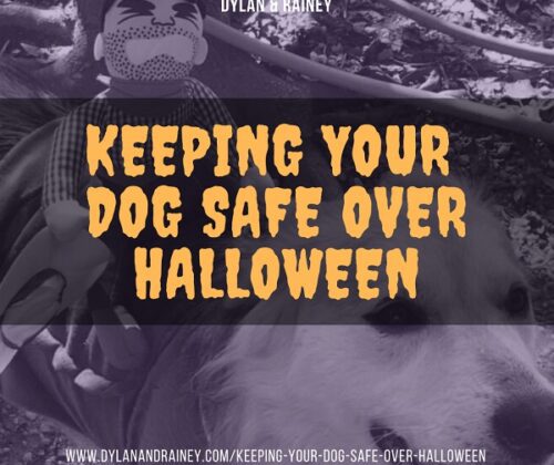 keeping your dog safe over halloween