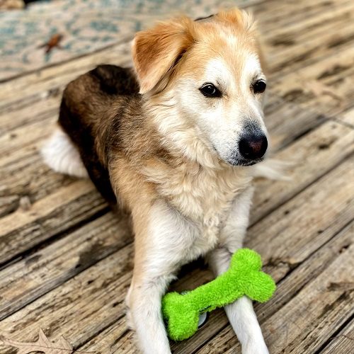 Fuzzy Stufffed Dog Bone Toy