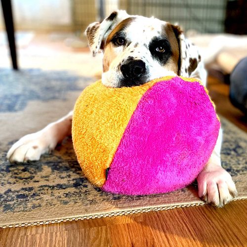 large fuzzy ball for dogs