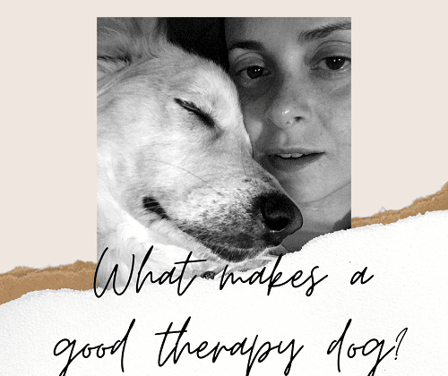 good therapy dog