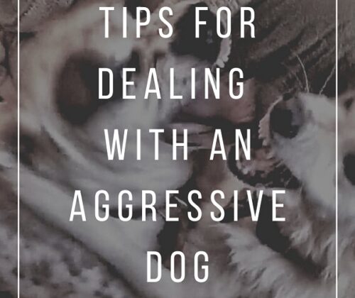 dealing with an aggressive dog