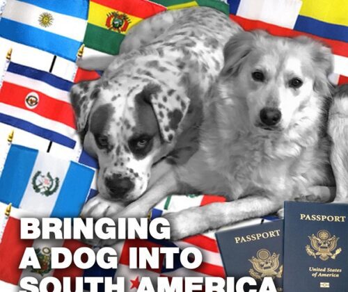 bringing your dog into south america