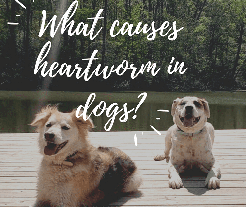 what causes heartworm in dogs