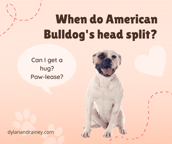 When do American Bulldogs head split