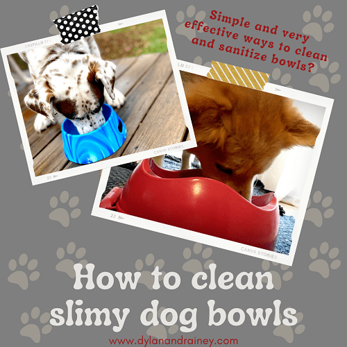 How to clean slimy dog bowls