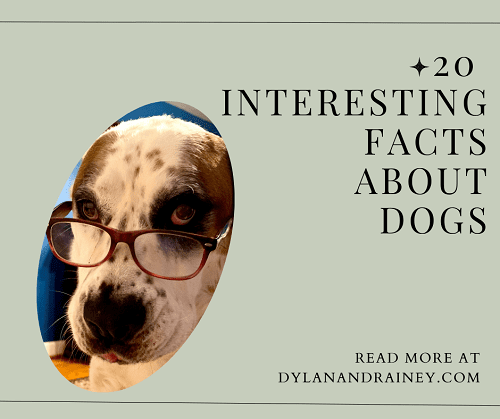 facts about dogs