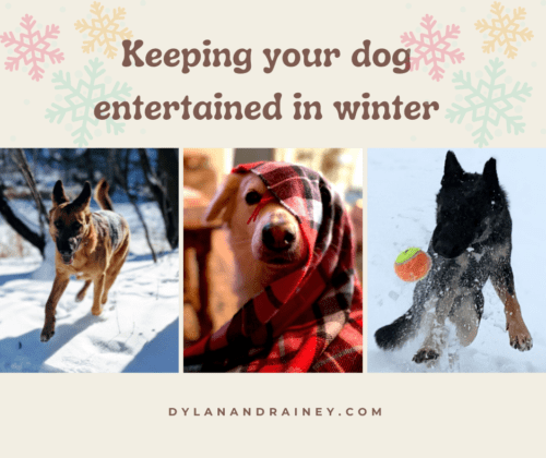 keeping your dog entertained in winter