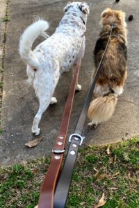 brown leather dog leash