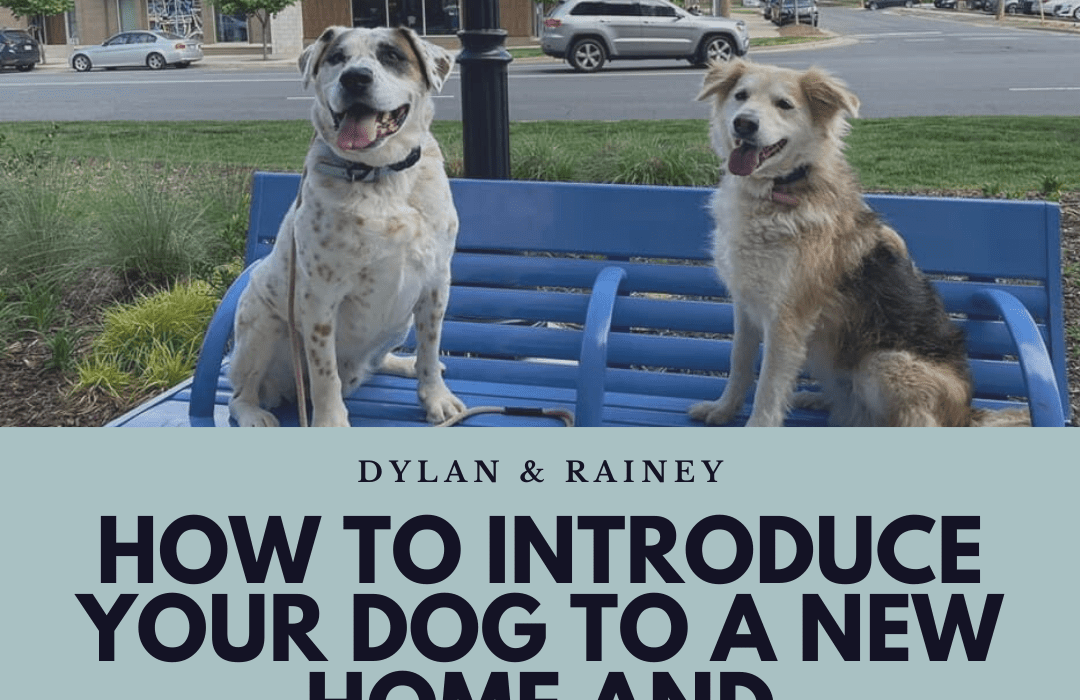 introduce your dog to a new home