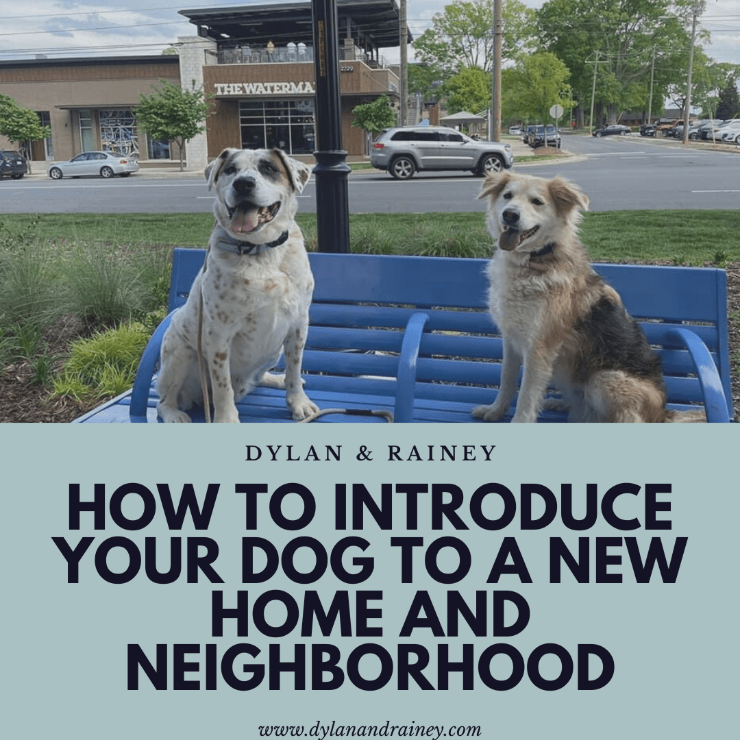 introduce your dog to a new home
