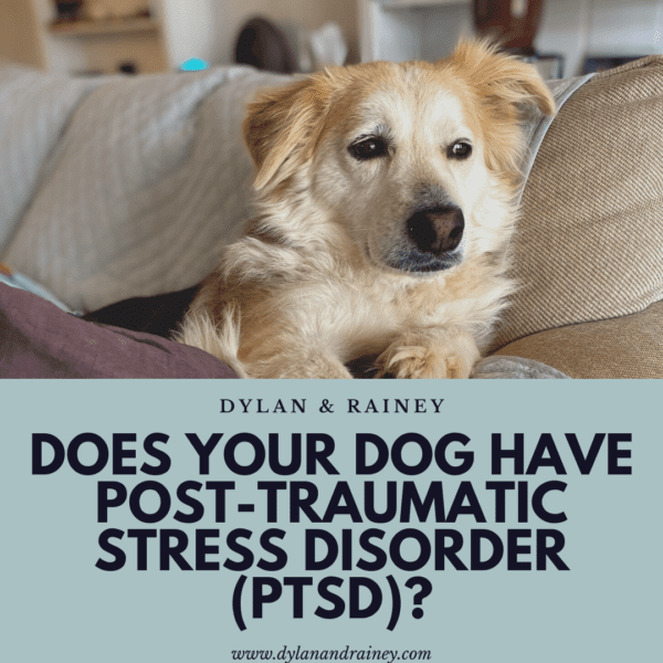 PTSD in Dogs