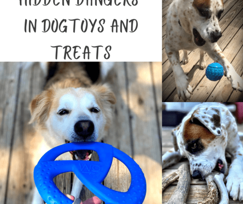 hidden dangers in dog toys