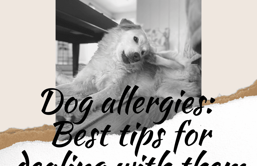 dog allergies