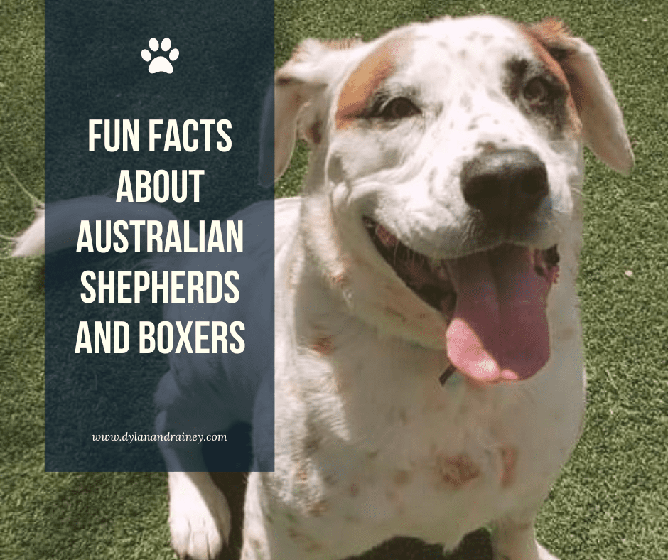 fun facts about Australian Shepherds