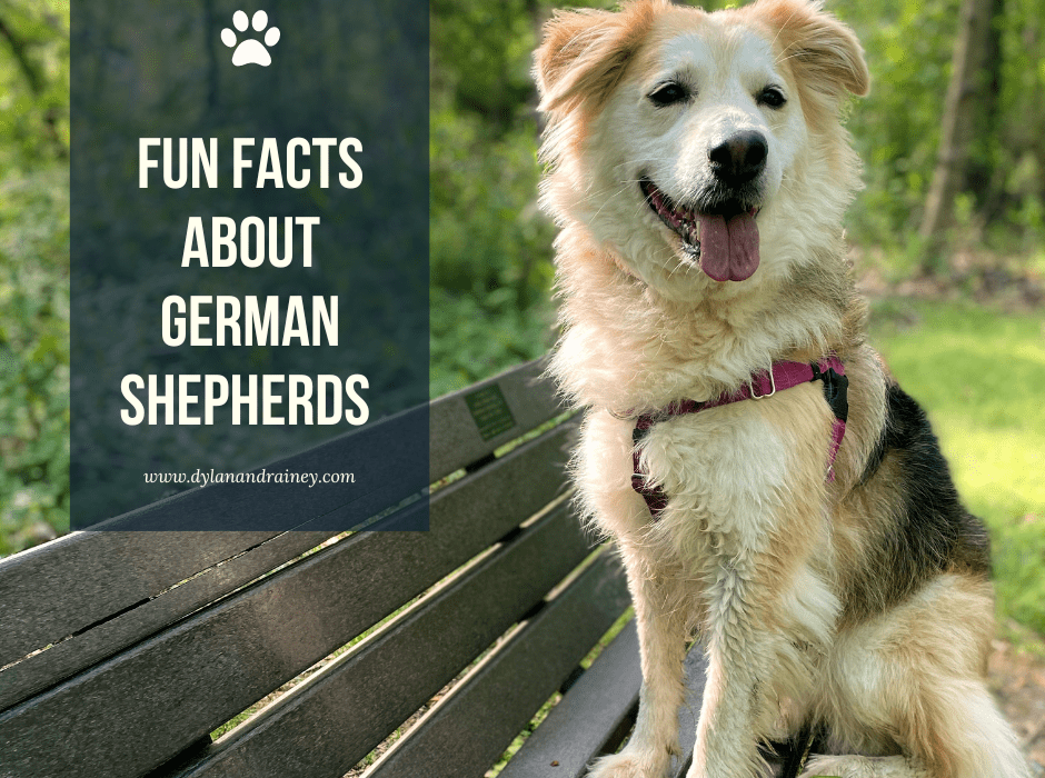 fun facts about German Shepherds