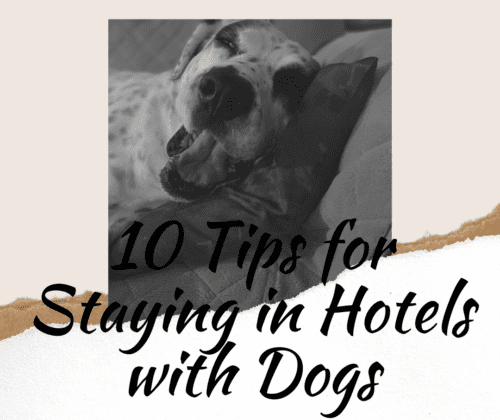 staying in hotels with dogs