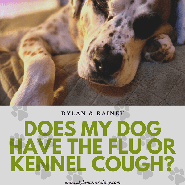 dog with flu