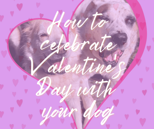 How to celebrate Valentine's Day with your dog