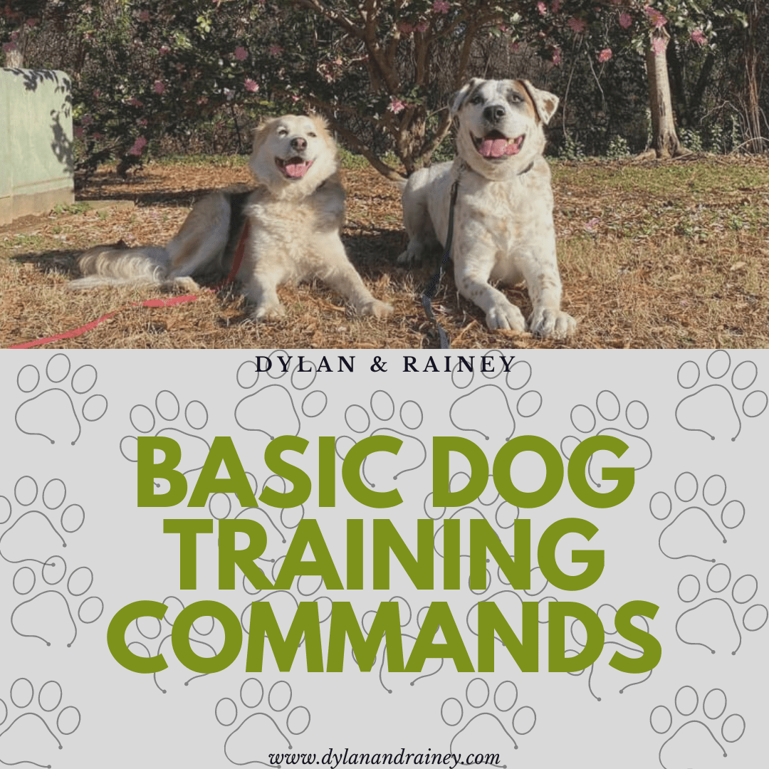 basic dog training commands