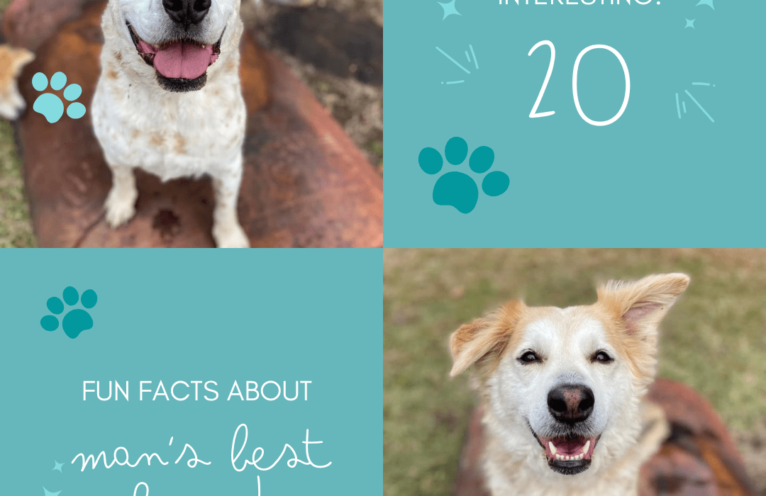 fun facts about man's best friend
