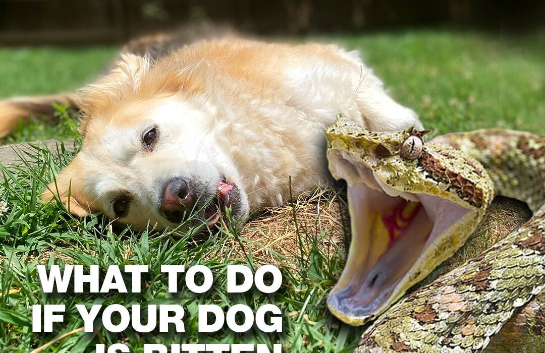 dog is bitten by snake