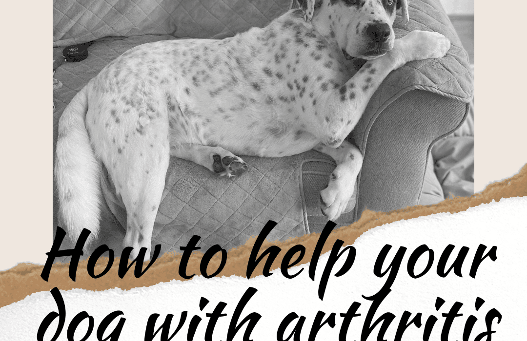 help your dog with arthritis