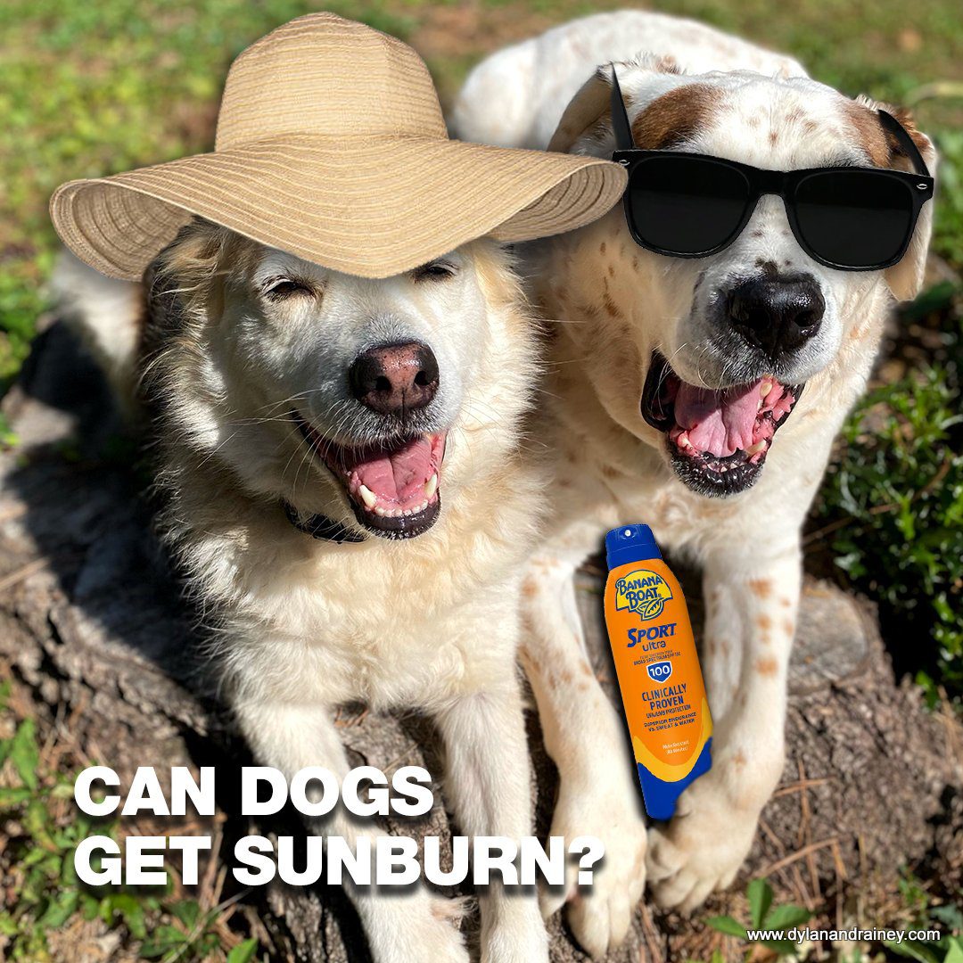 can dogs get sunburn