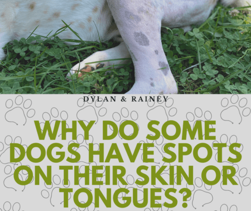 dogs have spots on their skin or tongues