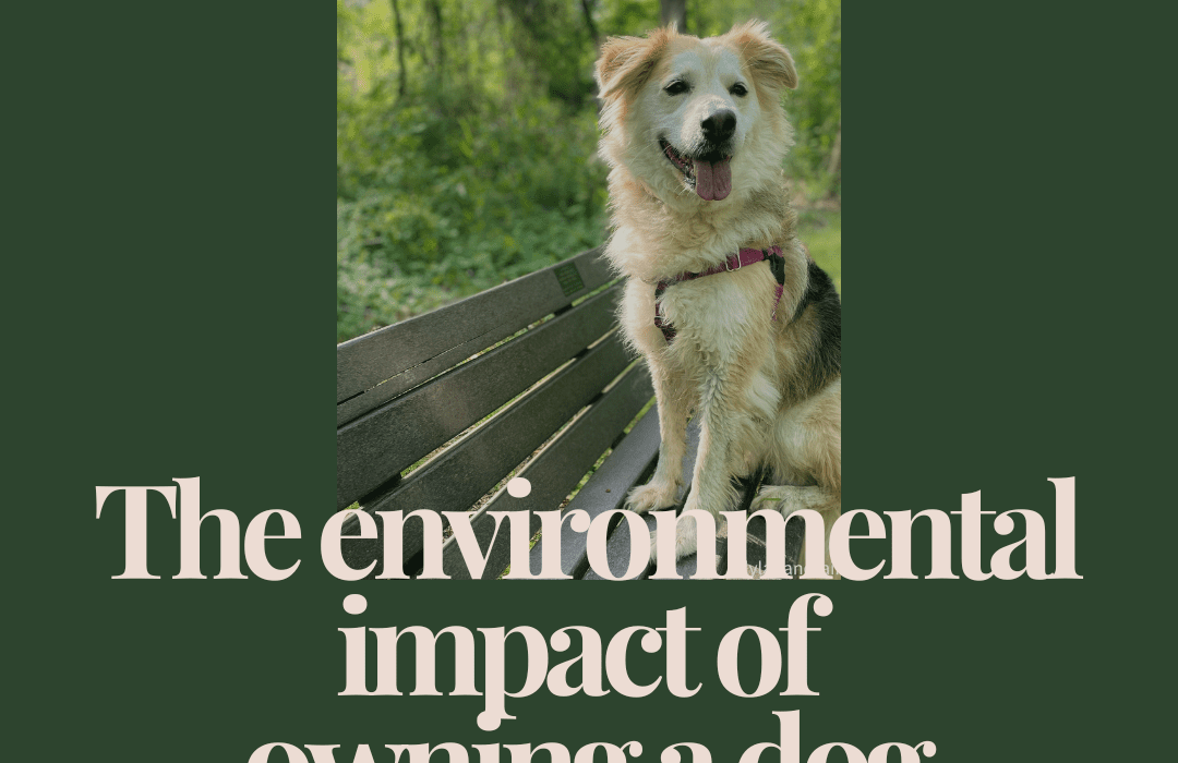 environmental impact of owning a dog