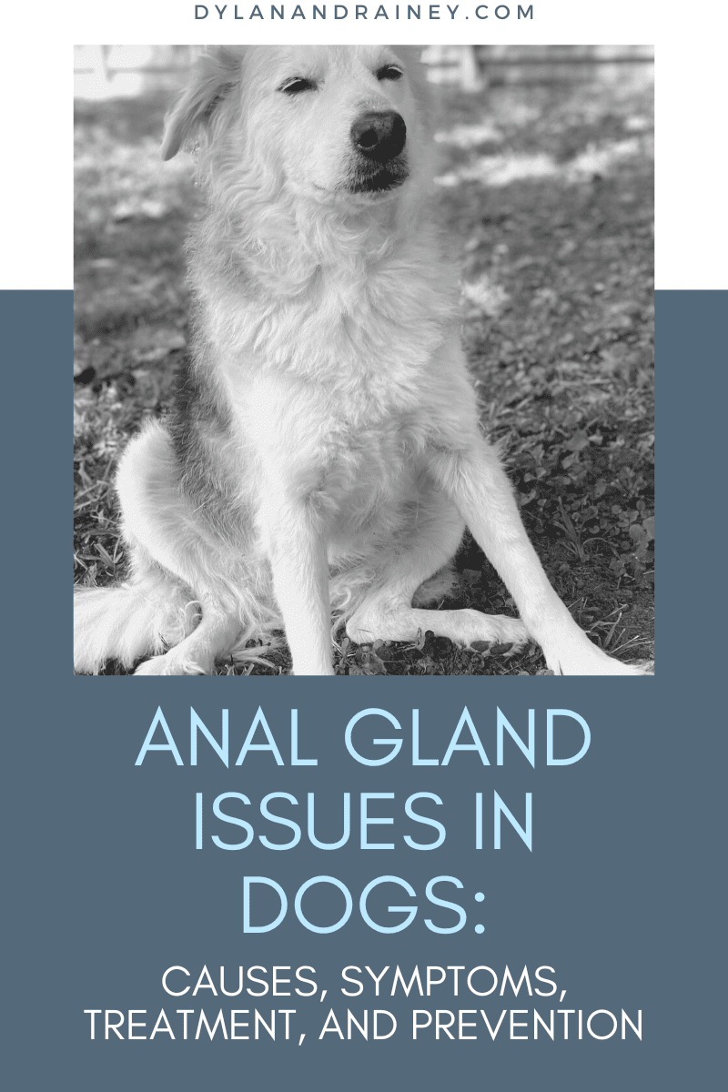 anal gland issues in dogs