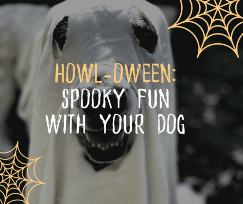Halloween with your dog