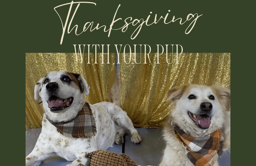 Celebrate Thanksgiving with Your Pup